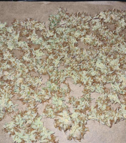 RQS / Sweet,zz Auto ✔️. Week 11