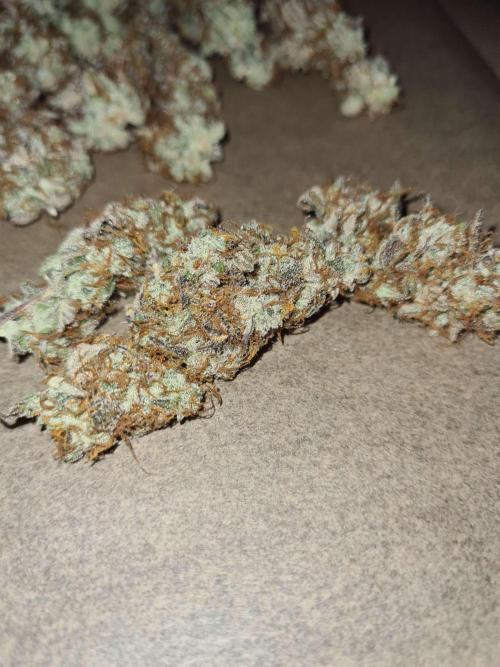 RQS / Sweet,zz Auto ✔️. Week 11