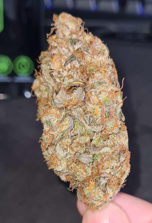 RQS / Sweet,zz Auto ✔️. Week 11