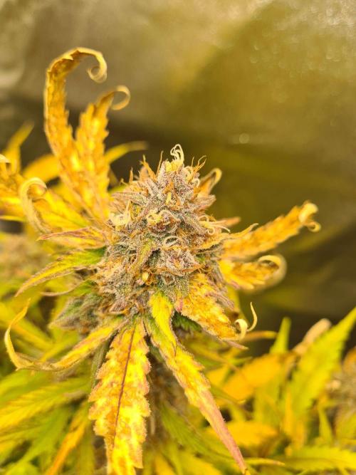 RQS / Triple G Auto ✔️. Week 10