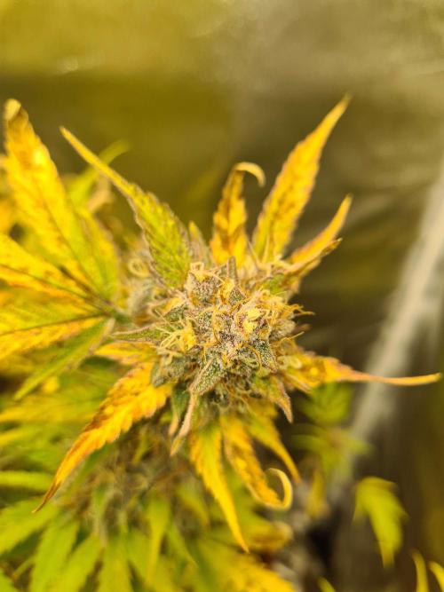 RQS / Triple G Auto ✔️. Week 10