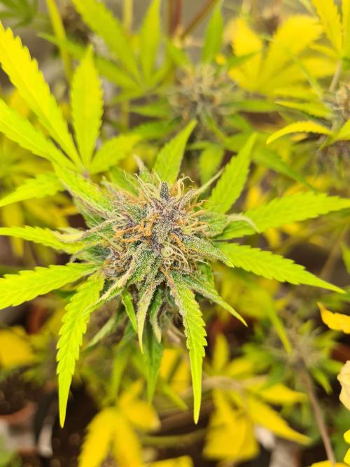 RQS / Triple G Auto ✔️. Week 10