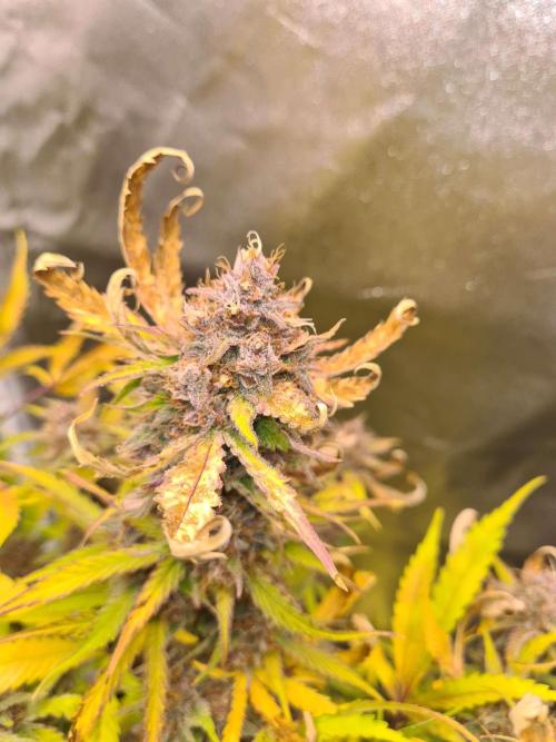 RQS / Triple G Auto ✔️. Week 11