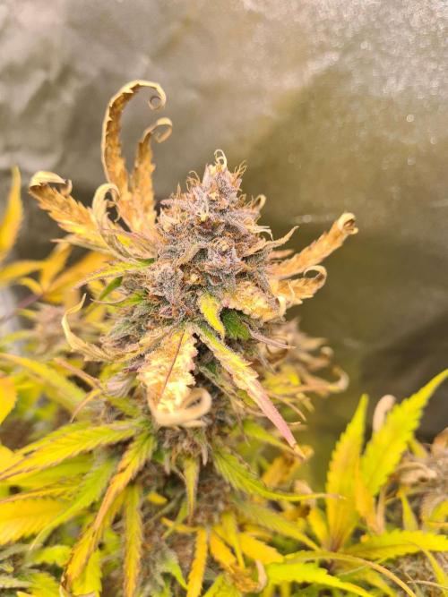 RQS / Triple G Auto ✔️. Week 11