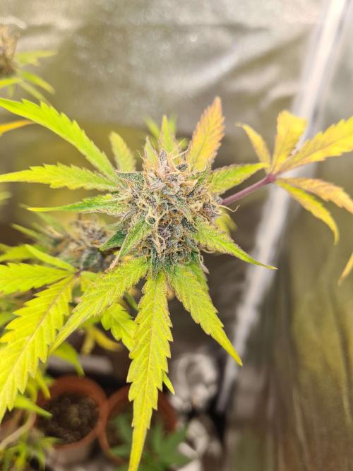 RQS / Triple G Auto ✔️. Week 11