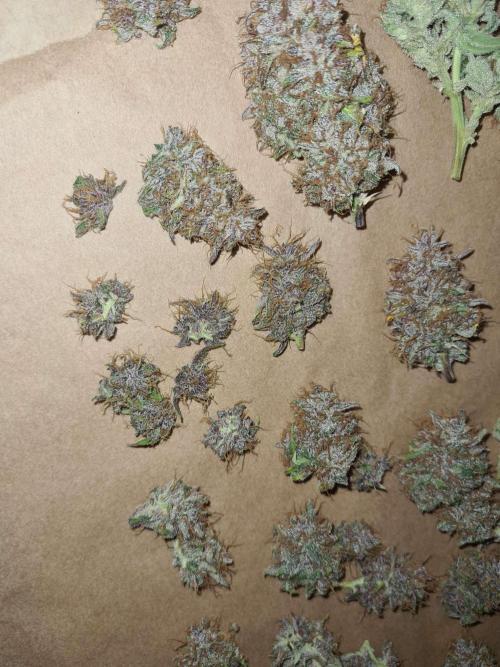 RQS / Triple G Auto ✔️. Week 11