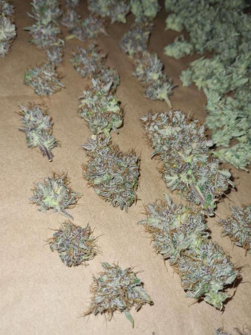 RQS / Triple G Auto ✔️. Week 11