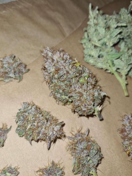 RQS / Triple G Auto ✔️. Week 11