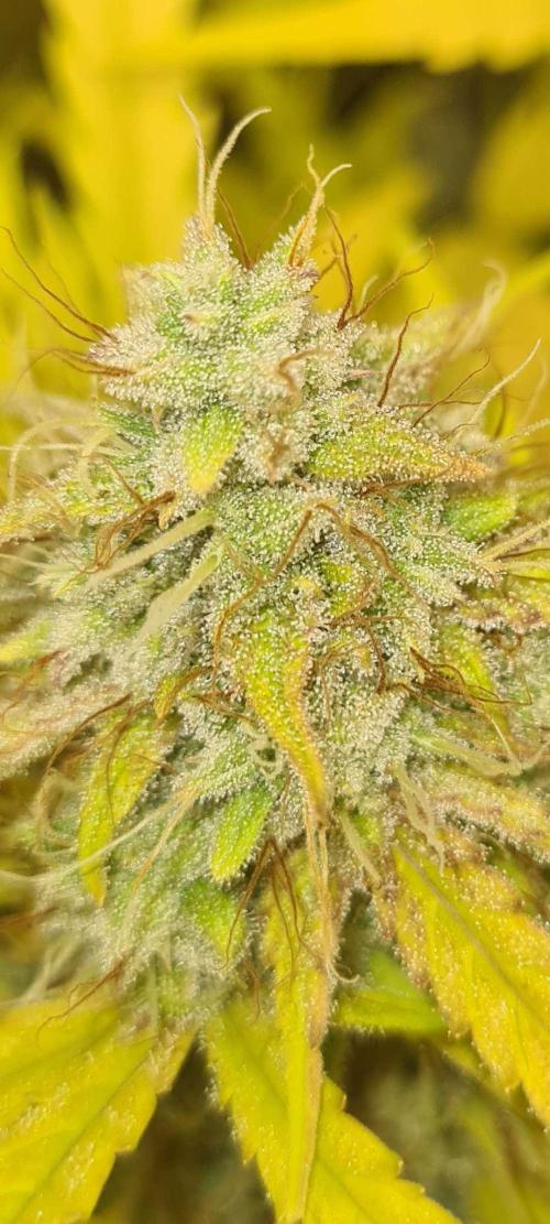 RQS / Runtz Auto ✔️. Week 10