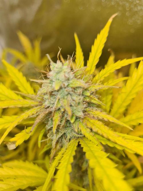 RQS / Runtz Auto ✔️. Week 10