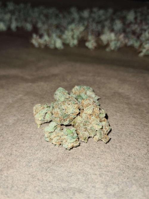 RQS / Runtz Auto ✔️. Week 11