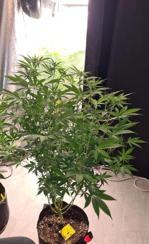 VzH / Dead Bull Companion. Week 9