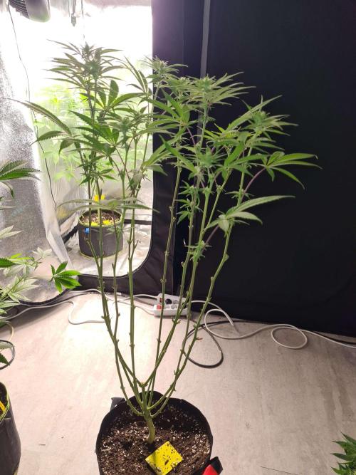 VzH / Dead Bull Companion. Week 9