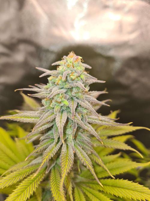 VzH / Dead Bull Companion. Week 12