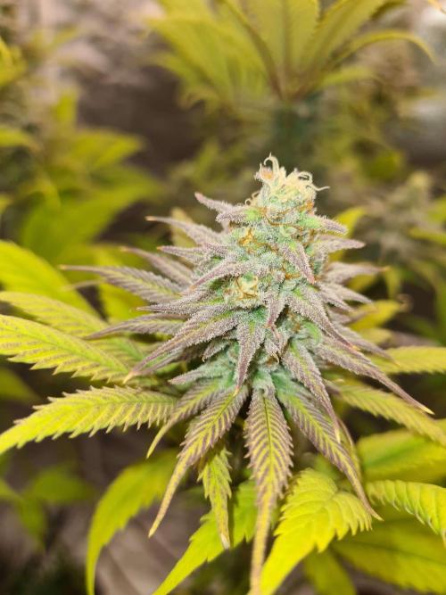 VzH / Dead Bull Companion. Week 12