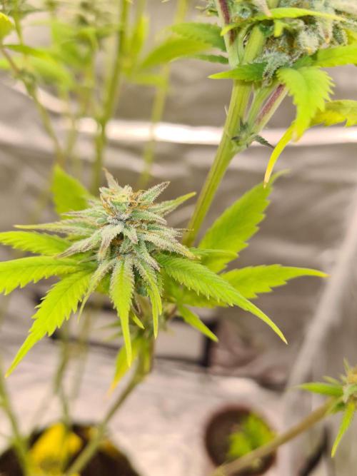 VzH / Dead Bull Companion. Week 12