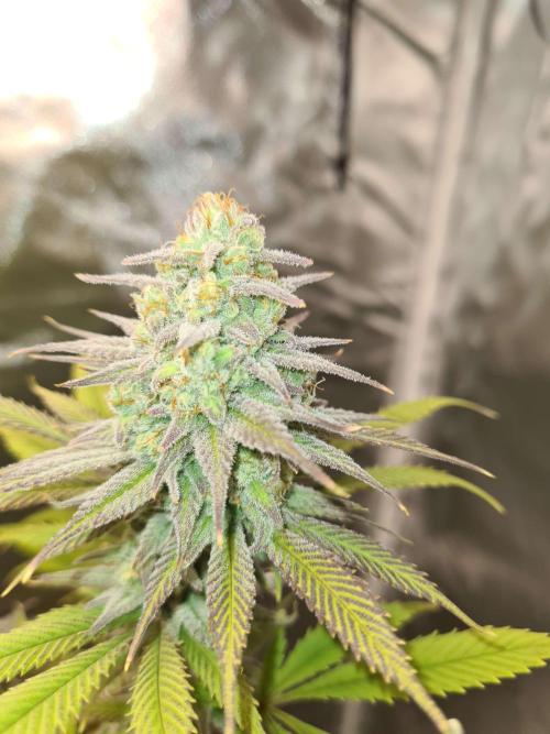 VzH / Dead Bull Companion. Week 12