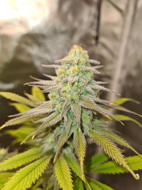 VzH / Dead Bull Companion. Week 12