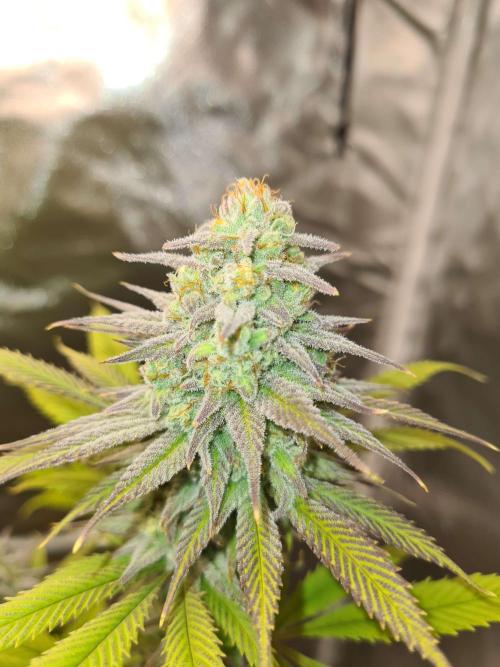 VzH / Dead Bull Companion. Week 12