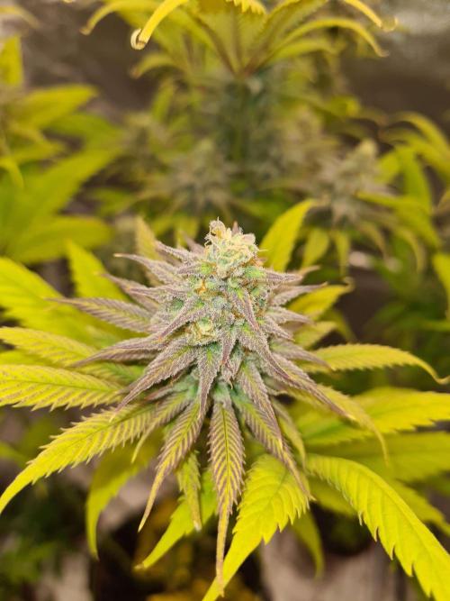 VzH / Dead Bull Companion. Week 12