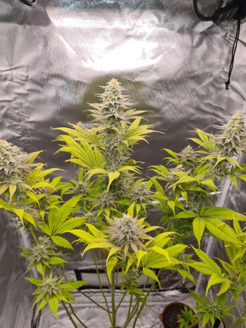 VzH / Dead Bull Companion. Week 12