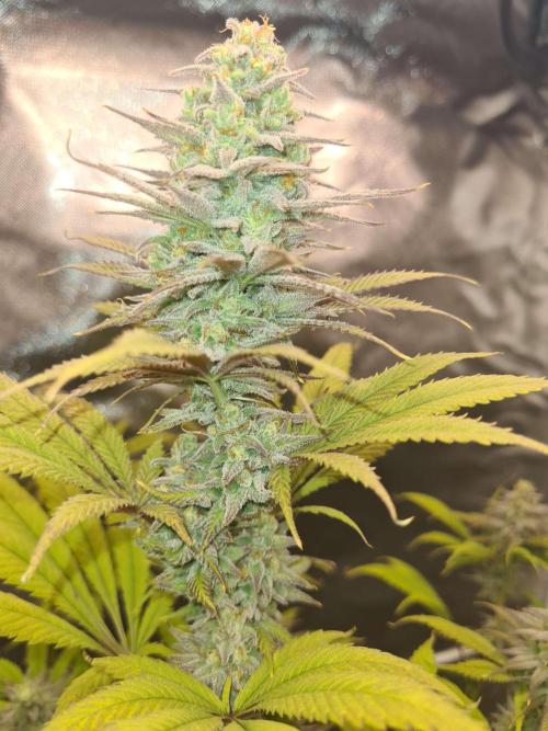 VzH / Dead Bull Companion. Week 13