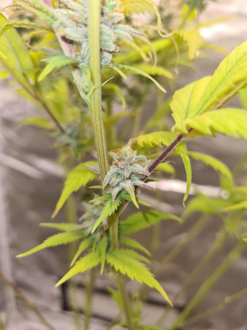 VzH / Dead Bull Companion. Week 13