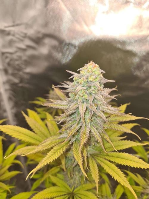 VzH / Dead Bull Companion. Week 13