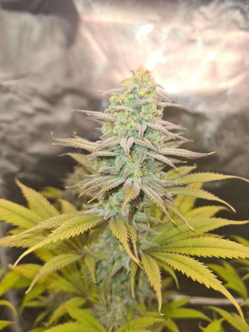 VzH / Dead Bull Companion. Week 13