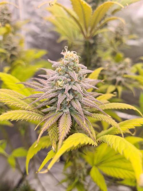 VzH / Dead Bull Companion. Week 13