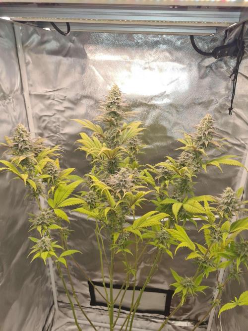 VzH / Dead Bull Companion. Week 13