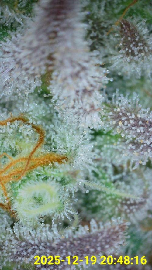 VzH / Dead Bull Companion. Week 14