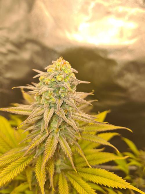 VzH / Dead Bull Companion. Week 14