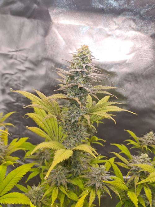 VzH / Dead Bull Companion. Week 14