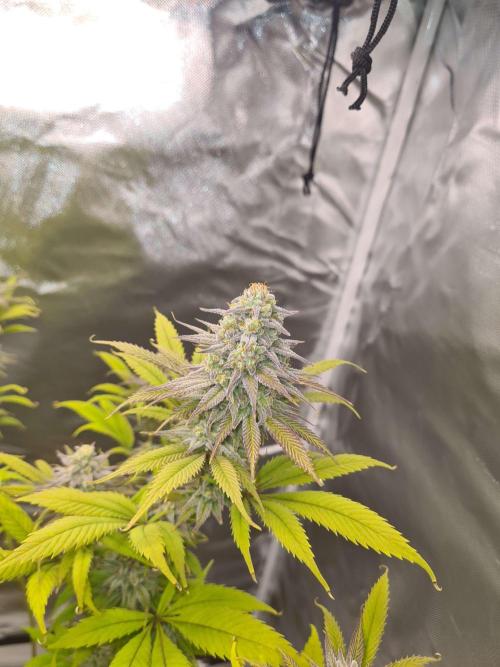 VzH / Dead Bull Companion. Week 14