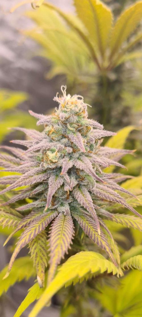 VzH / Dead Bull Companion. Week 14