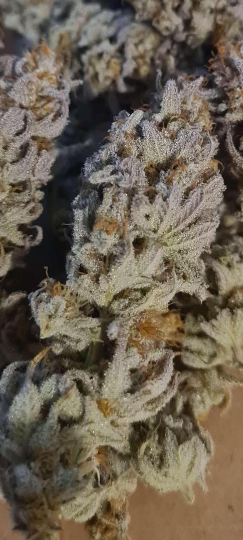 VzH / Dead Bull Companion. Week 15