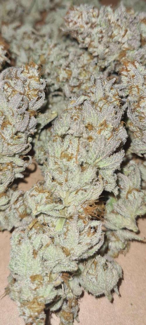 VzH / Dead Bull Companion. Week 15