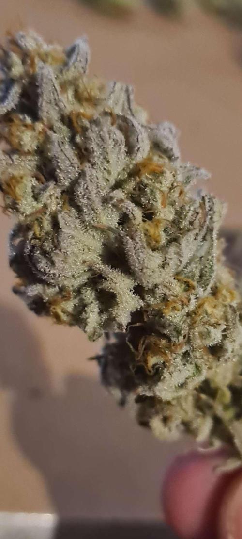 VzH / Dead Bull Companion. Week 15