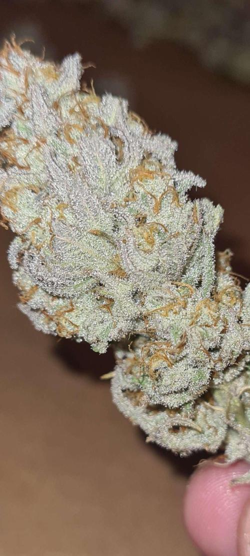 VzH / Dead Bull Companion. Week 15