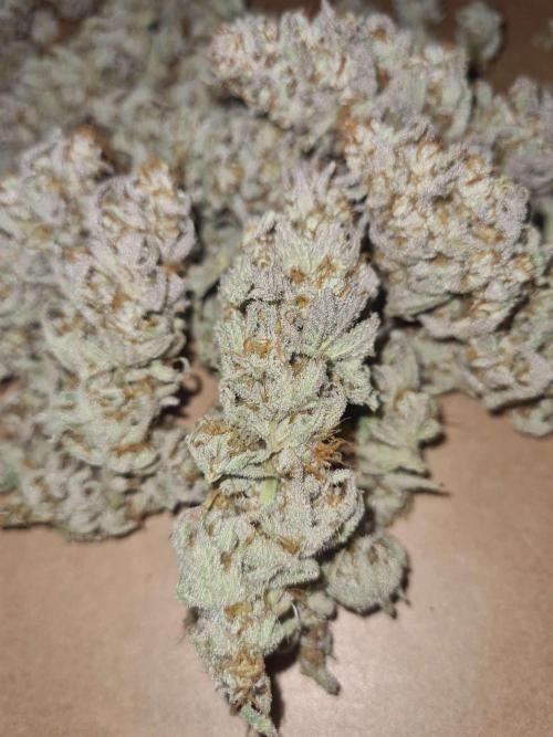 VzH / Dead Bull Companion. Week 15