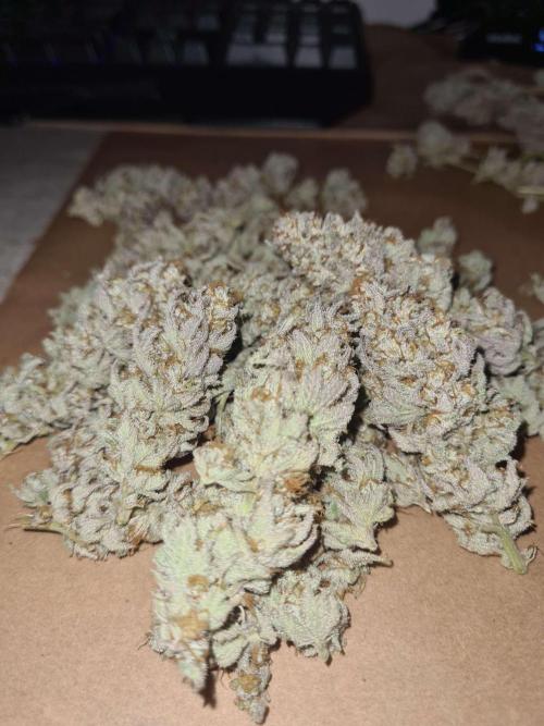 VzH / Dead Bull Companion. Week 15