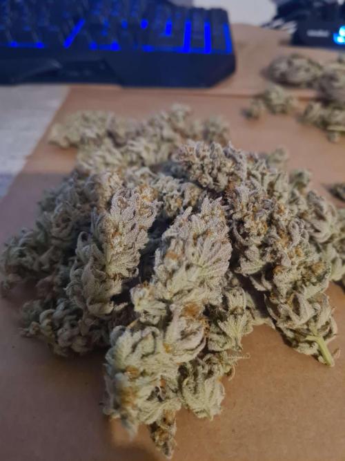 VzH / Dead Bull Companion. Week 15