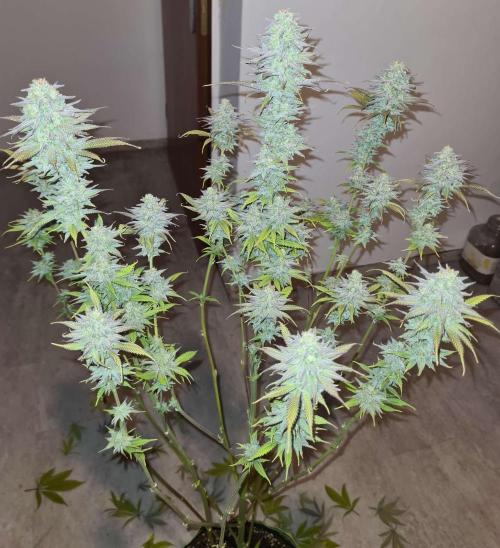 VzH / Dead Bull Companion. Week 15