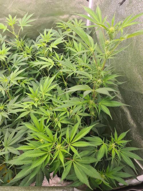 VzH / Lemon Rose Companion EST : 2026. Week 3