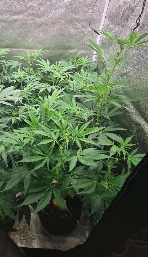 VzH / Lemon Rose Companion EST : 2026. Week 3