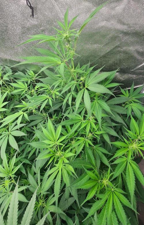 VzH / Lemon Rose Companion EST : 2026. Week 3