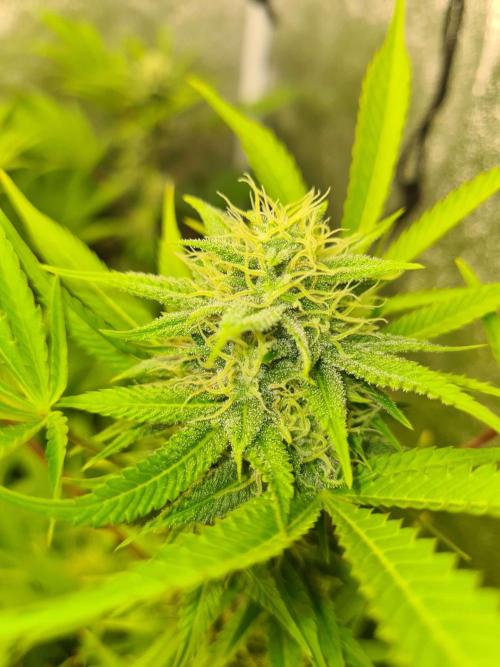 VzH / Lemon Rose Companion EST : 2026. Week 5