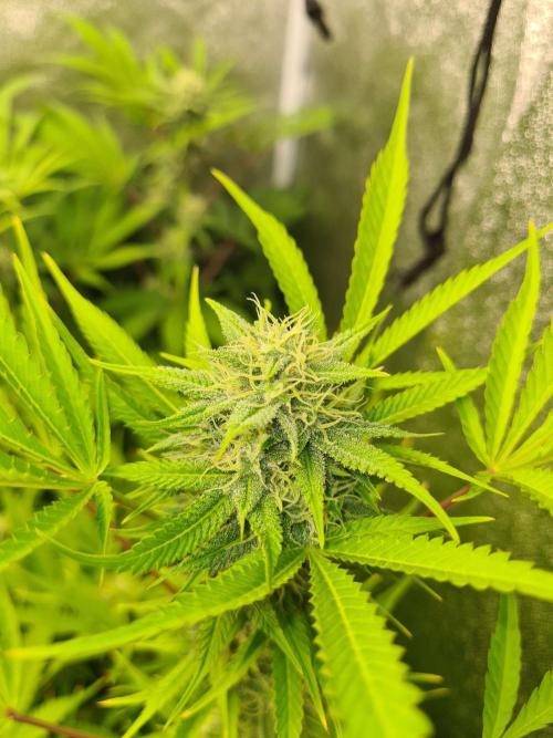 VzH / Lemon Rose Companion EST : 2026. Week 5