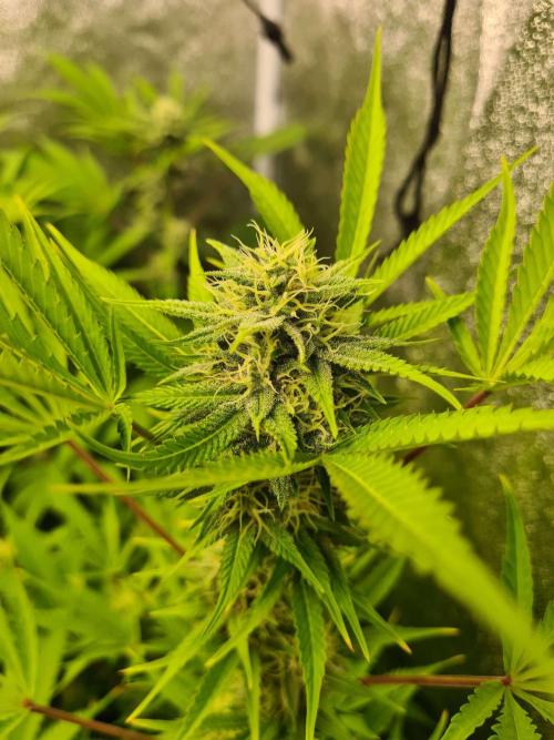 VzH / Lemon Rose Companion EST : 2026. Week 5